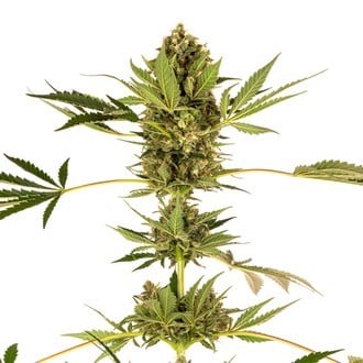 Himalayan CBD (Sensi Seeds) feminized