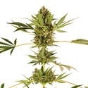 Himalayan CBD (Sensi Seeds) feminisiert