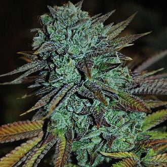 Expert Gorilla (Expert Seeds) feminisiert