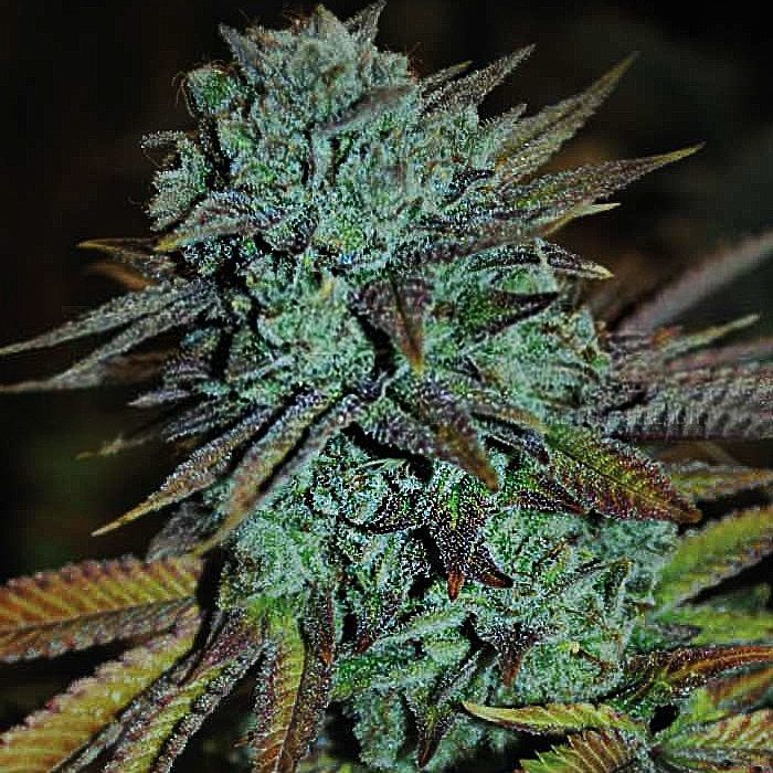Gorilla Glue Feminisiert (Zamnesia)