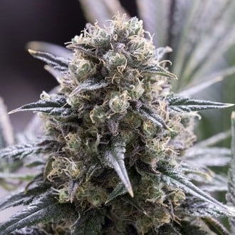 Quick Dinamed CBD (Dinafem) feminized