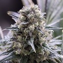 Quick Dinamed CBD (Dinafem) feminisiert