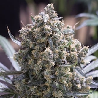 Fast Flowering Green Crack (Humboldt Seed Organization) feminisiert