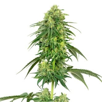 Strawberry Kush (White Label) feminisiert