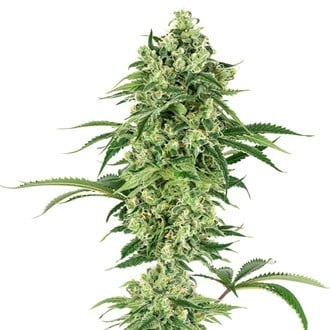 Nicole Hindu Kush (White Label) feminisiert