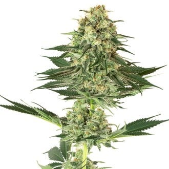 Banana Kush (White Label) feminisiert