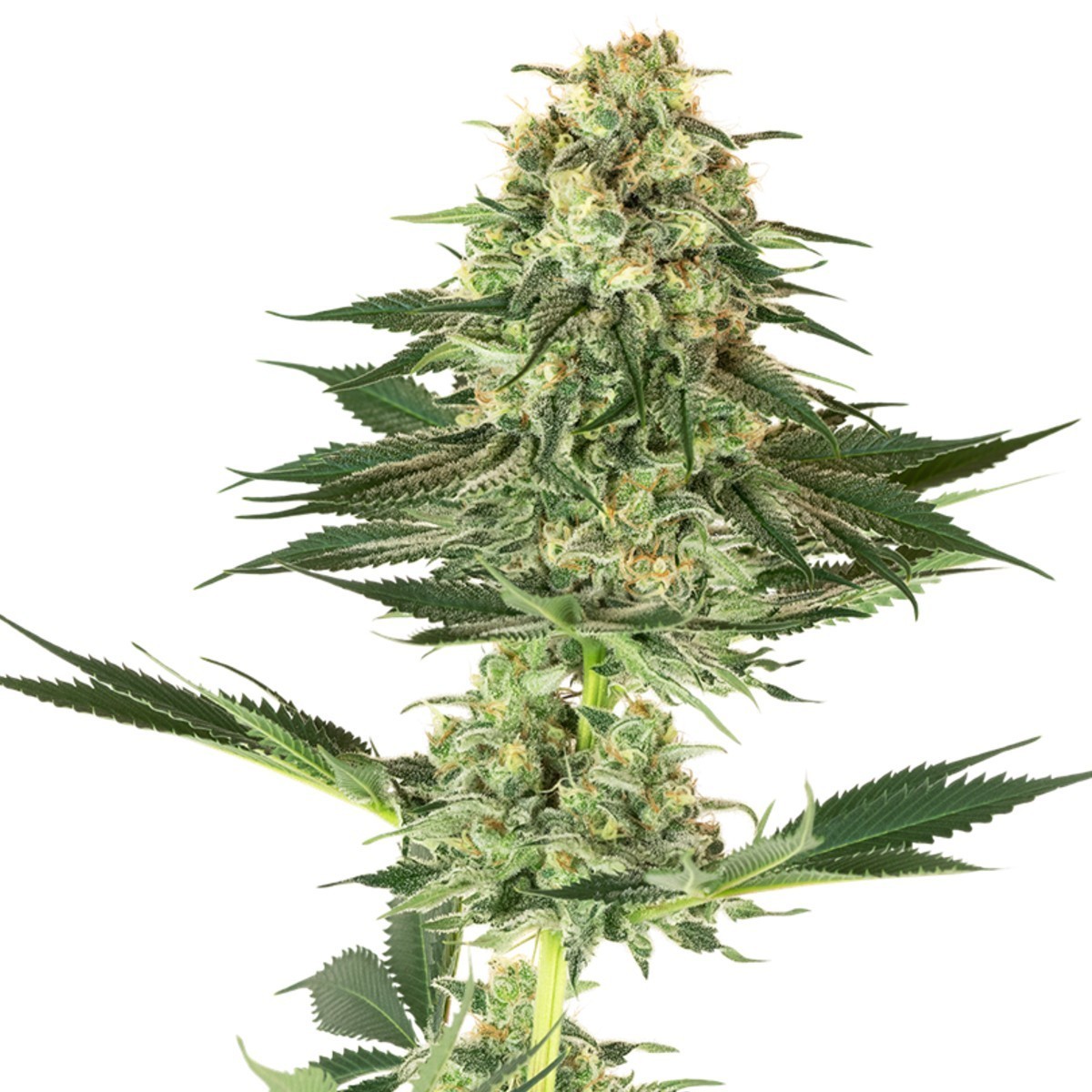 Banana Kush Feminisiert (Sensi Seeds White Label)
