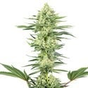 White Gorilla Haze (White Label) feminisiert