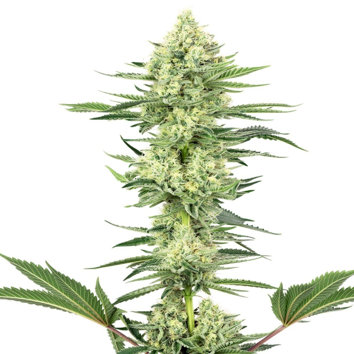White Gorilla Haze Feminisiert (Sensi Seeds White Label)
