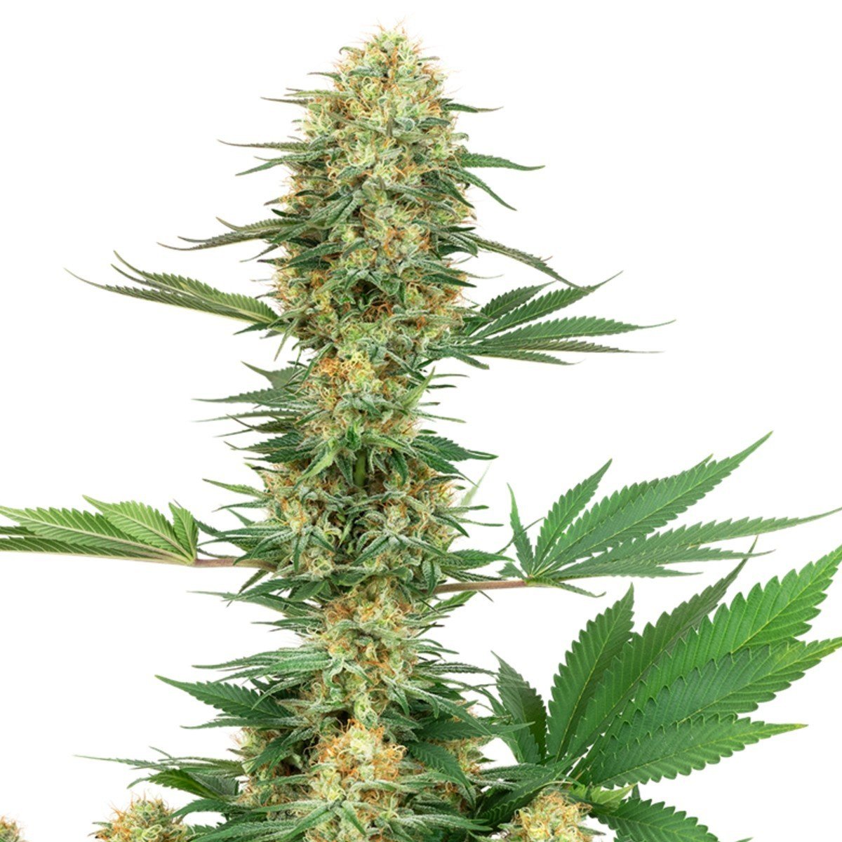 Gelato White Feminisiert (WeedSeedShop)