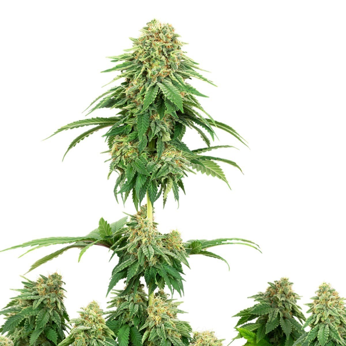 Girl Scout Cookies Feminisiert (Sensi Seeds White Label)