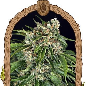 Sir Jack Auto Pure CBD (Exotic Seed) feminized