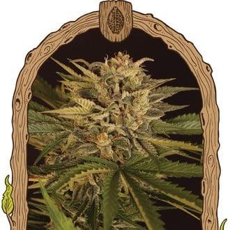 Doctor Greenman Pure CBD (Exotic Seed) feminisiert