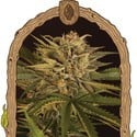 Doctor Greenman Pure CBD (Exotic Seed) feminisiert