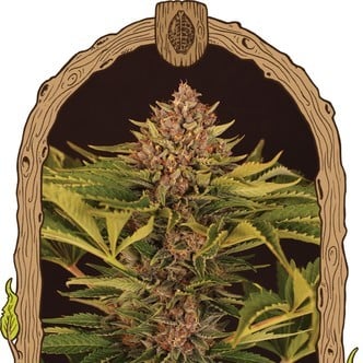 Strawberry Cola Auto (Exotic Seed) feminized