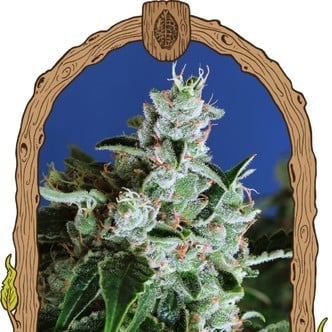 Sir Jack Auto (Exotic Seed) feminized