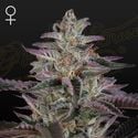 Banana Krumble (Greenhouse Seeds) feminisiert