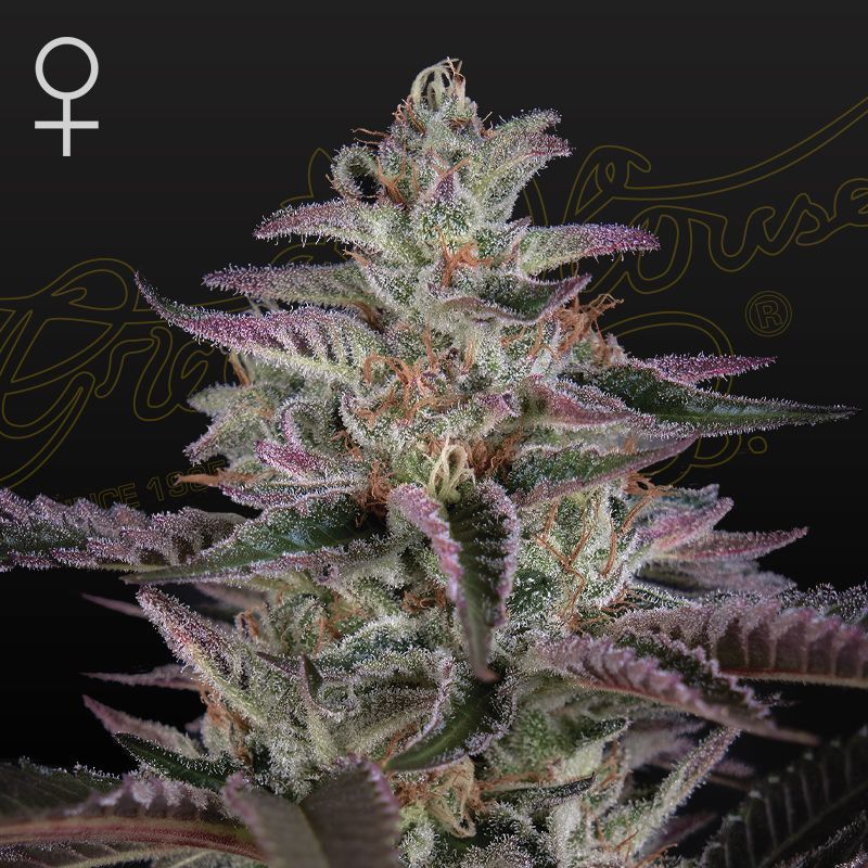 Banana Punch Feminisiert (Linda Seeds)