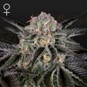 Wonder Pie (Greenhouse Seeds) feminisiert