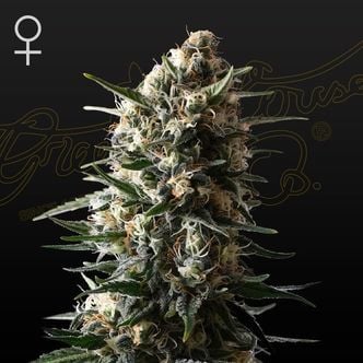 Bubba Slush (Greenhouse Seeds) feminized