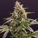 Chem-Bomb Auto (Humboldt Seed Organization) Feminisiert