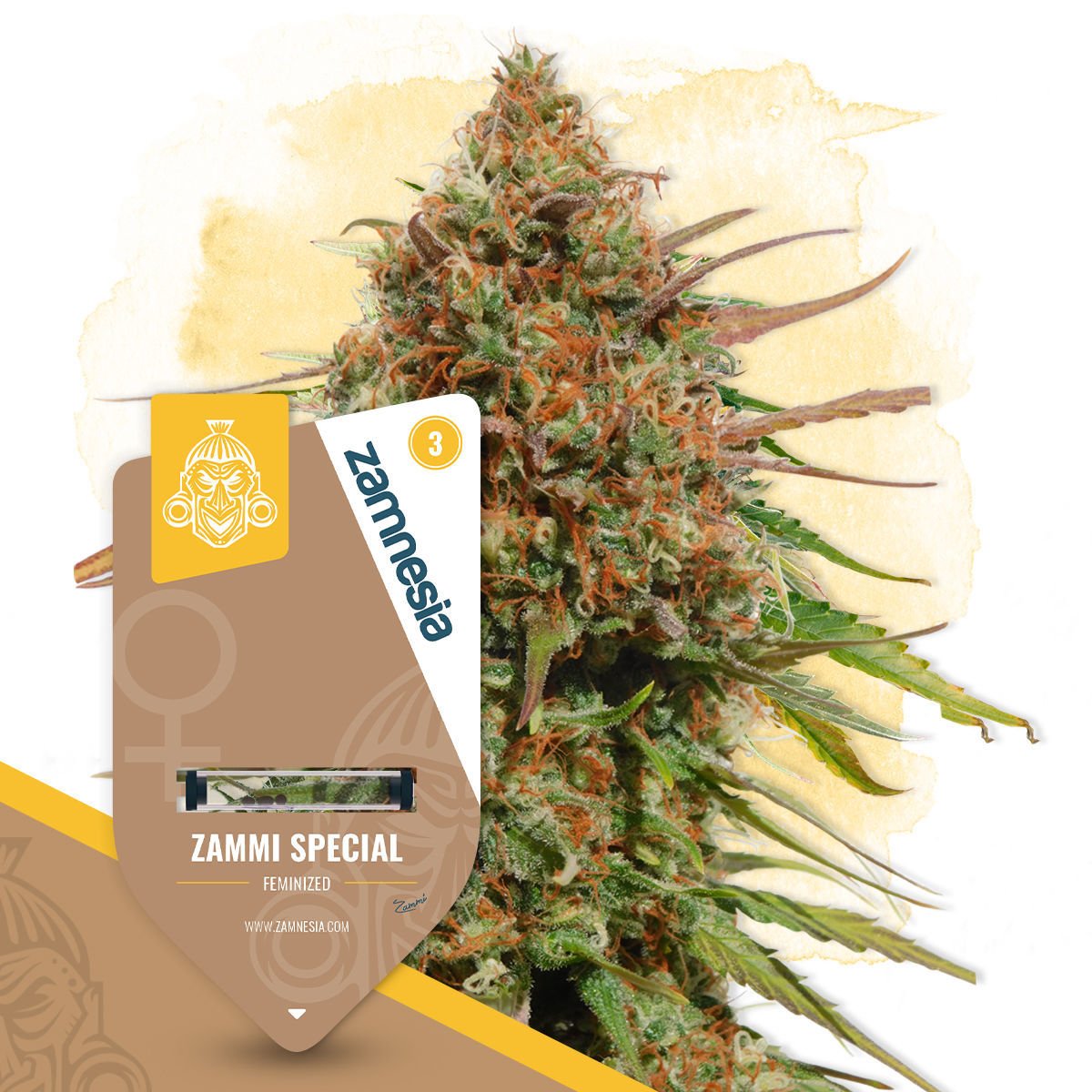 Haze Special Feminisiert (K.C. Brains Holland)