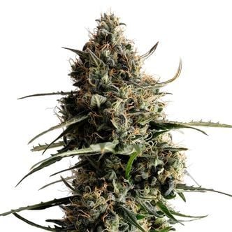 Kickass Auto (Kannabia) feminized