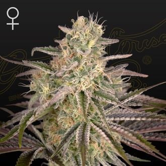 Cloud Walker (Greenhouse Seeds) feminisiert