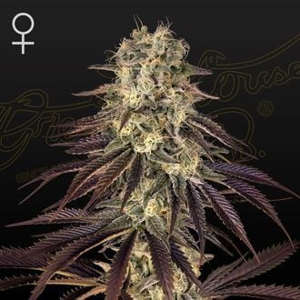 Kong's Krush (Greenhouse Seeds) feminisiert