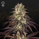 Kong's Krush (Greenhouse Seeds) feminisiert