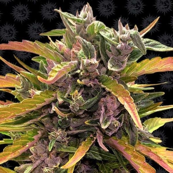 Royal Gorilla Glue Strain 🦍 Cannabis Seeds - Royal Queen Seeds USA