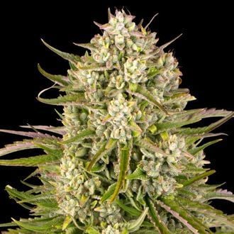 Wedding Cake Auto (Barney's Farm) feminisiert