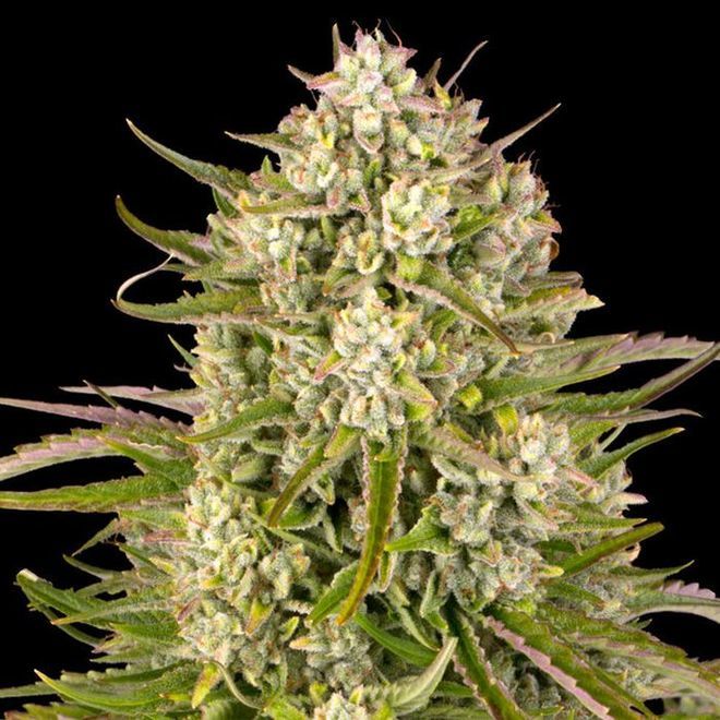 Wedding Cake Auto Barney S Farm Cannabis Seeds Zamnesia