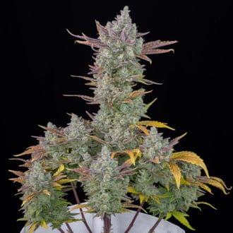 Gorilla Cookies Auto (FastBuds) feminized