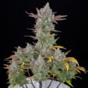 Gorilla Cookies Auto (FastBuds) feminized