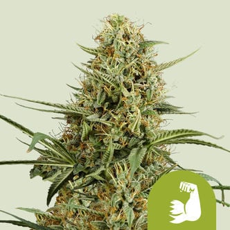 HulkBerry Automatic (Royal Queen Seeds) feminisiert