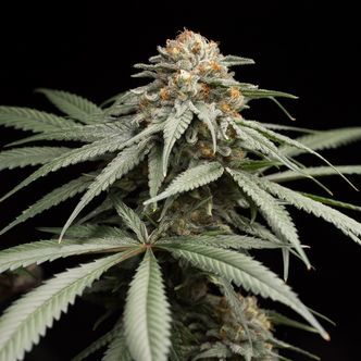 Sunrise Sherbert (Humboldt Seeds) feminized