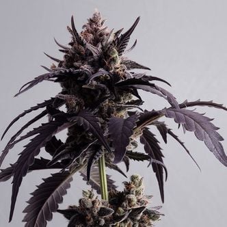 Ginger Punch Auto (Kannabia) feminized