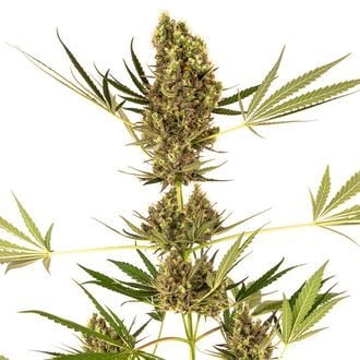 Alpine Delight CBD Automatic (Sensi Seeds) feminized