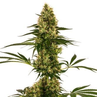 Blue Bullet Auto (Sensi Seeds) Feminisiert