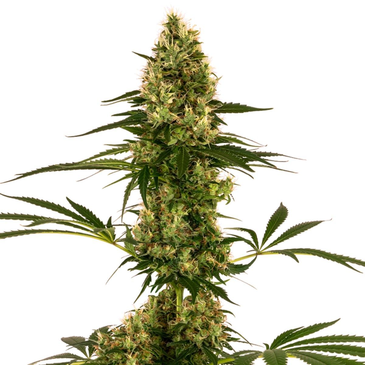Blue Bullet Auto | Sensi Seeds | Cannabis Seeds