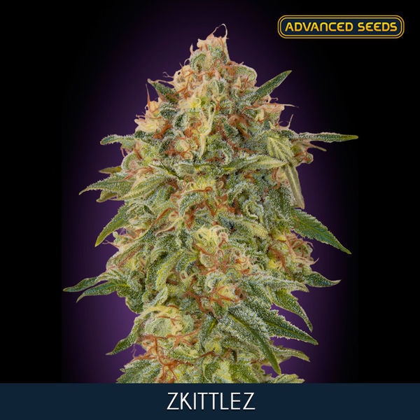 25 Misunderstandings Which You Have About Surprising Zkittlez Seeds Online