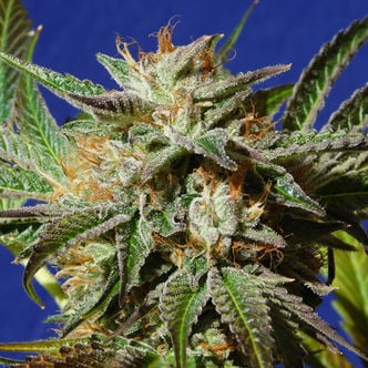 Gorilla Cookies (Original Sensible Seeds) feminized