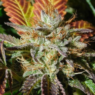 Wedding Cookies (Original Sensible Seeds) feminized