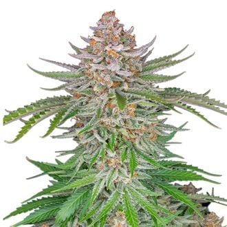 Strawberry Pie Auto (FastBuds) feminisiert