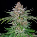 Strawberry Pie Auto (FastBuds) feminized