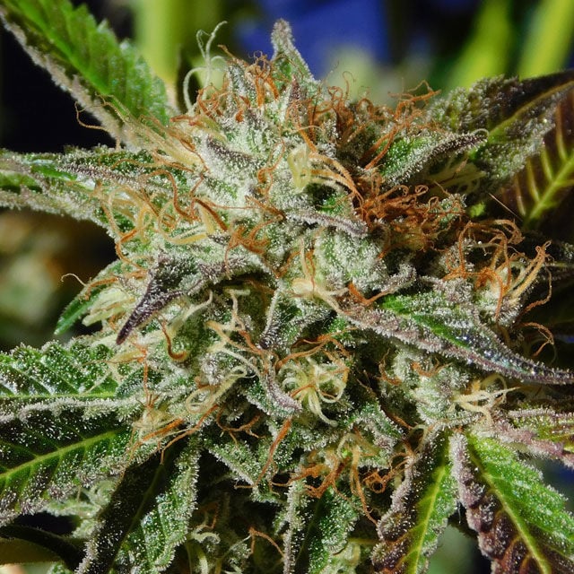 Girl Scout Cookies Auto (Zamnesia)