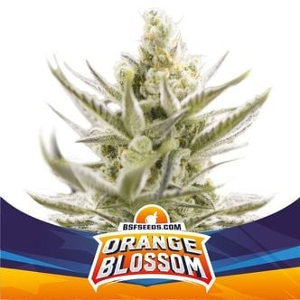 Orange Blossom XXL Auto (BSF Seeds) feminized