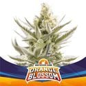Orange Blossom XXL Auto (BSF Seeds) feminisiert