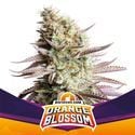 Orange Blossom (BSF Seeds) Feminisiert